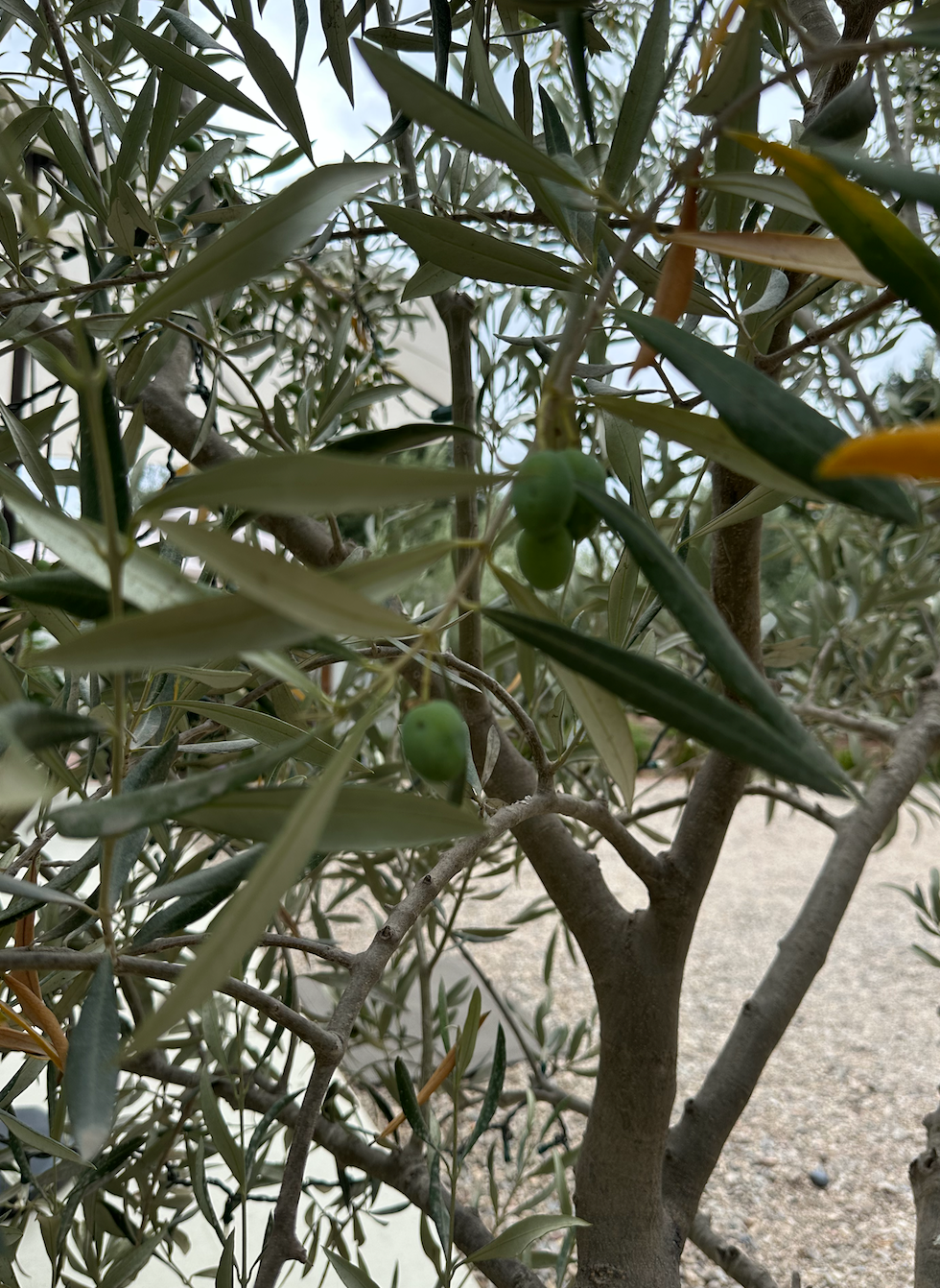 Olive tree with green olives and leaves