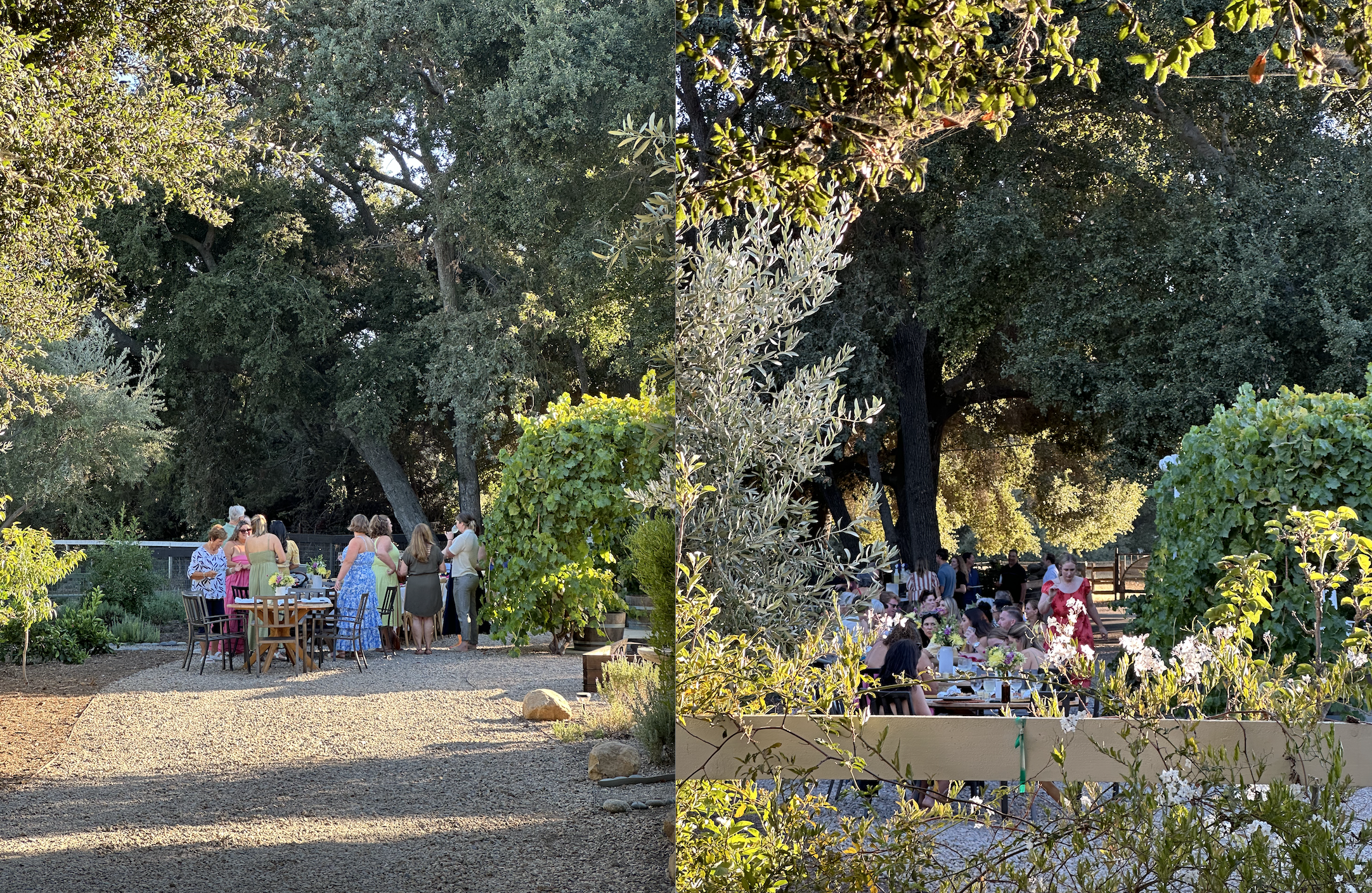People gathered for dinner around a lush, green setting.