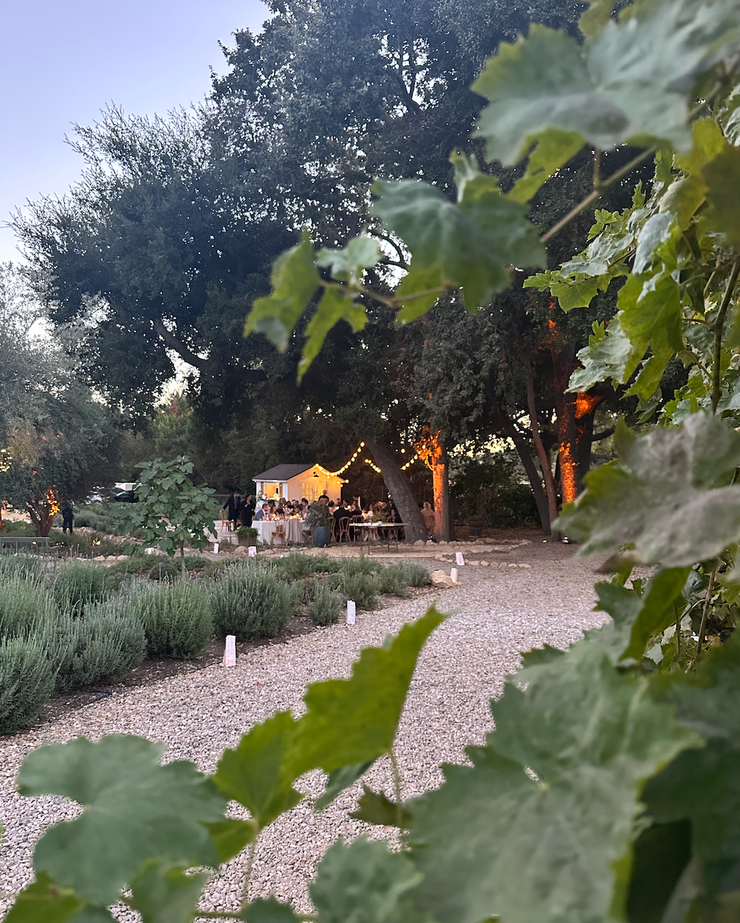 Outdoor event with tents and decorations in a garden setting, viewed through green leaves.