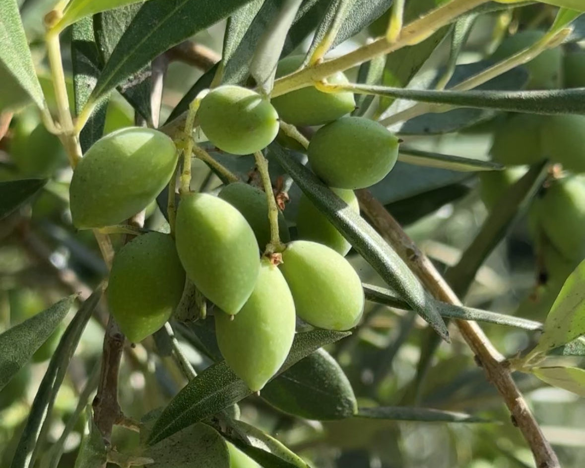 Green olives on a branch with leaves