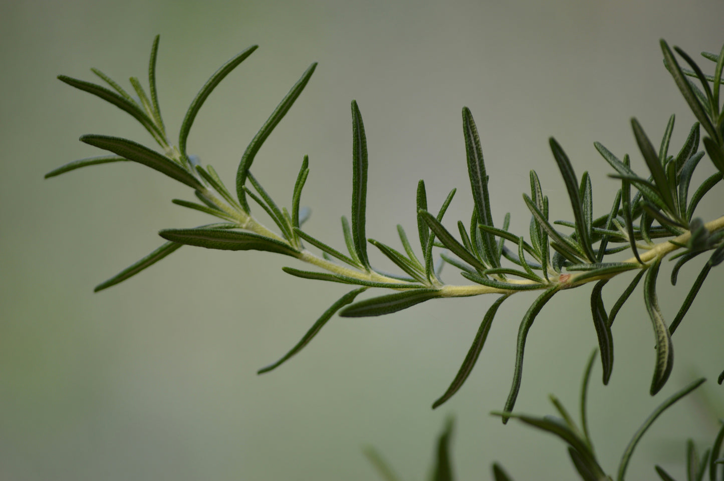 Close-up of a rosemary branch with green leaves on a blurred background