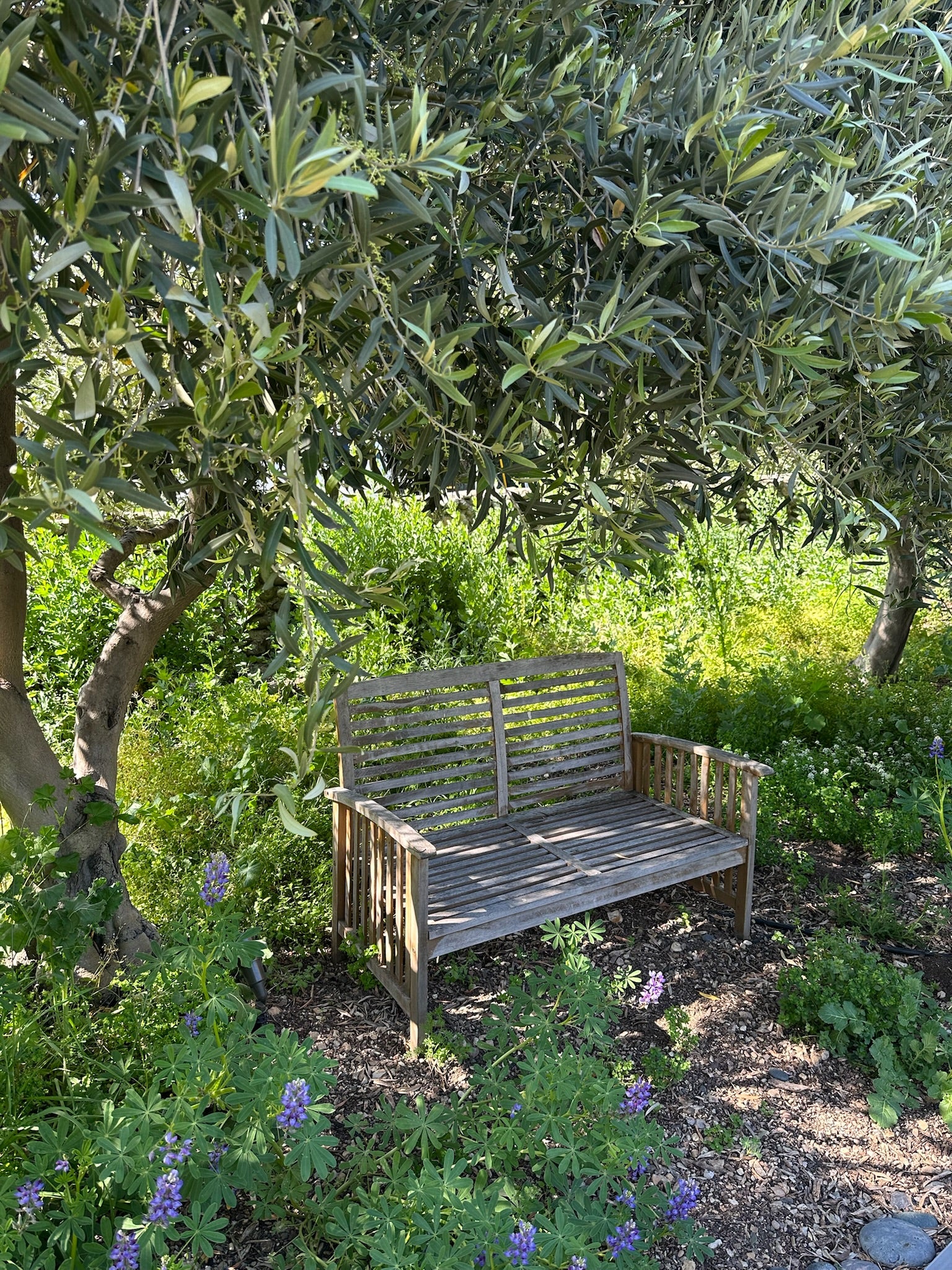 Wooden bench in a garden setting with trees and flowers