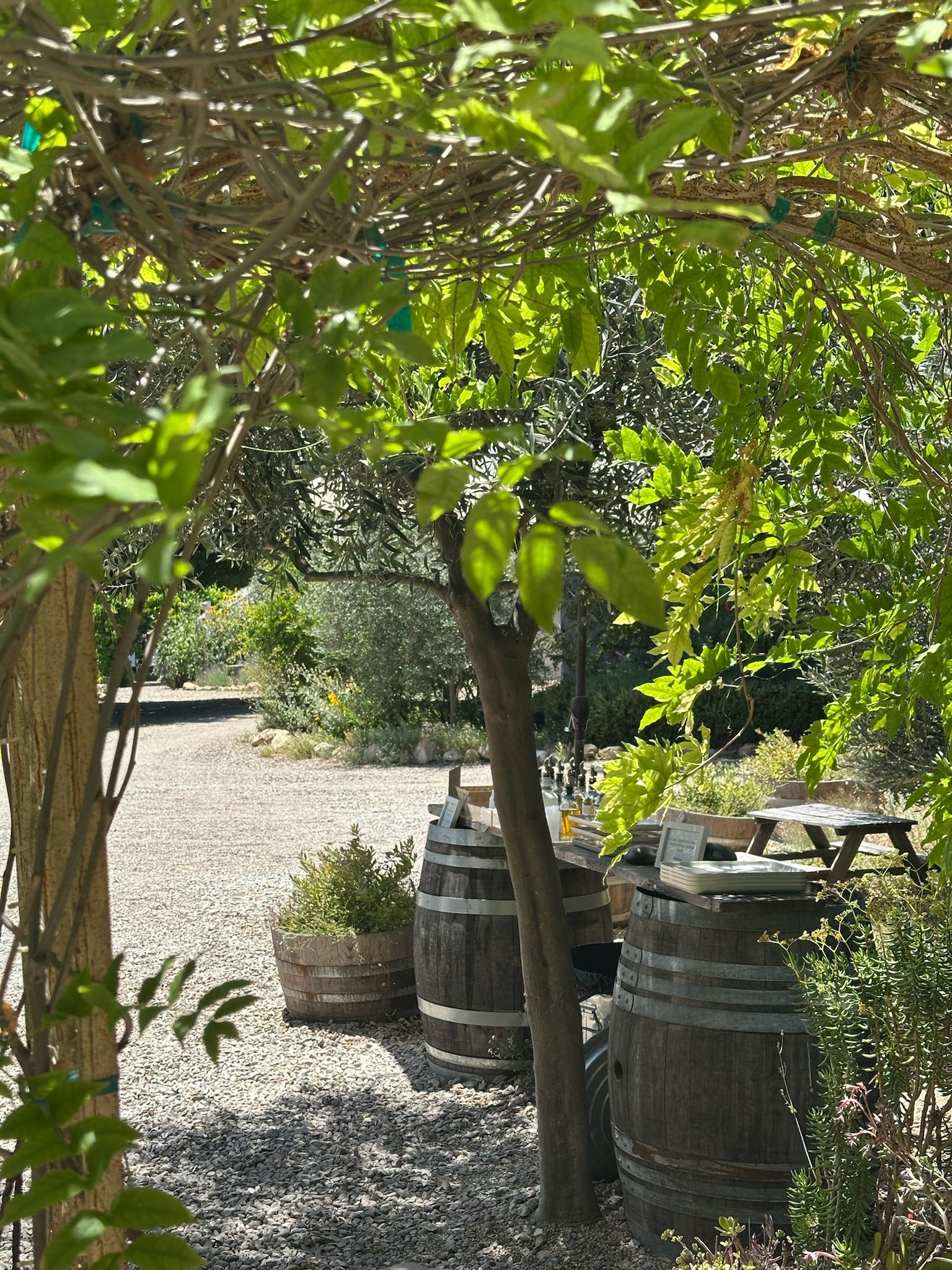 Outdoor setting with wooden barrels and a gravel path under a tree