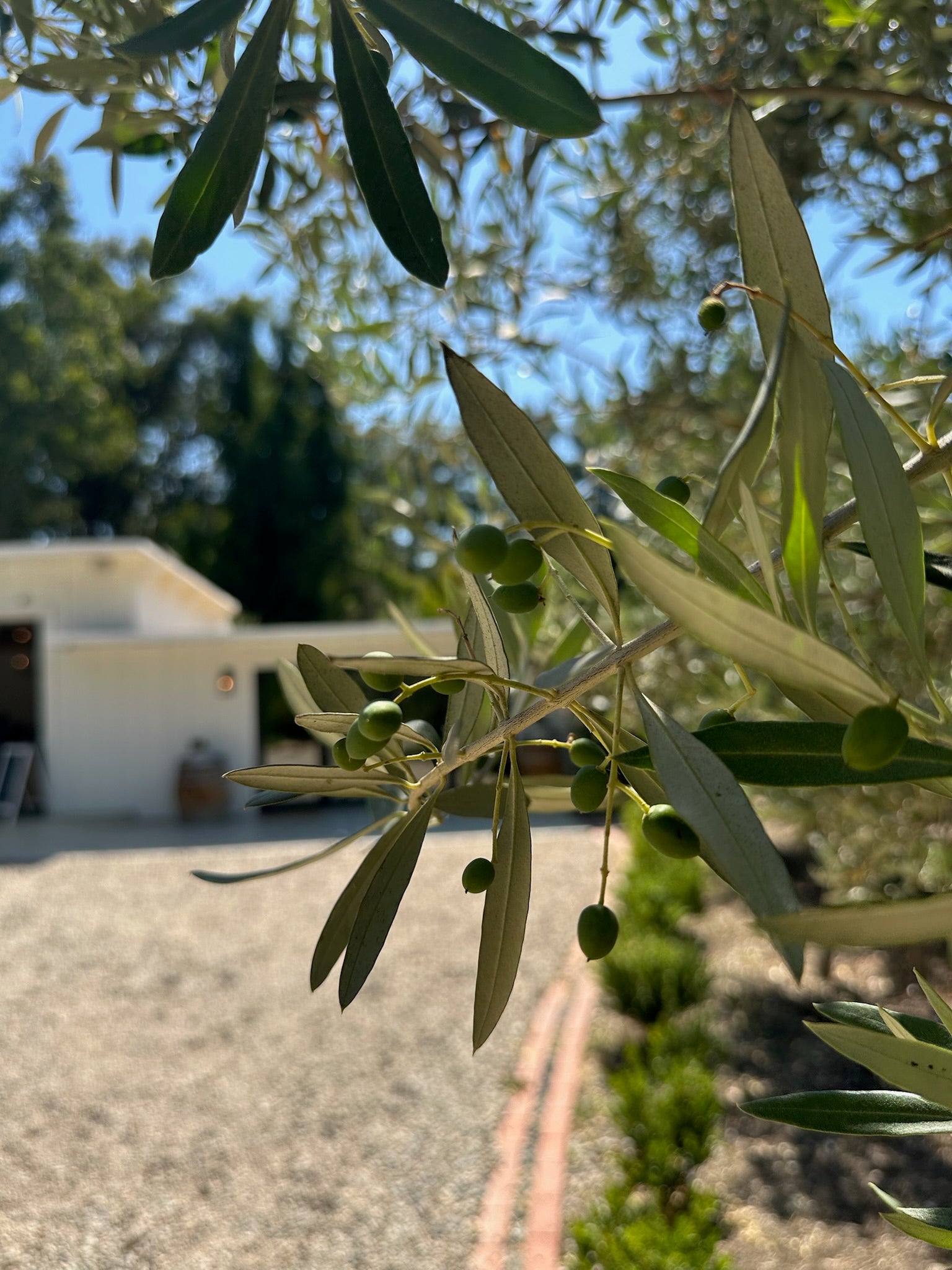 Olive branch with green olives against a blurred outdoor background