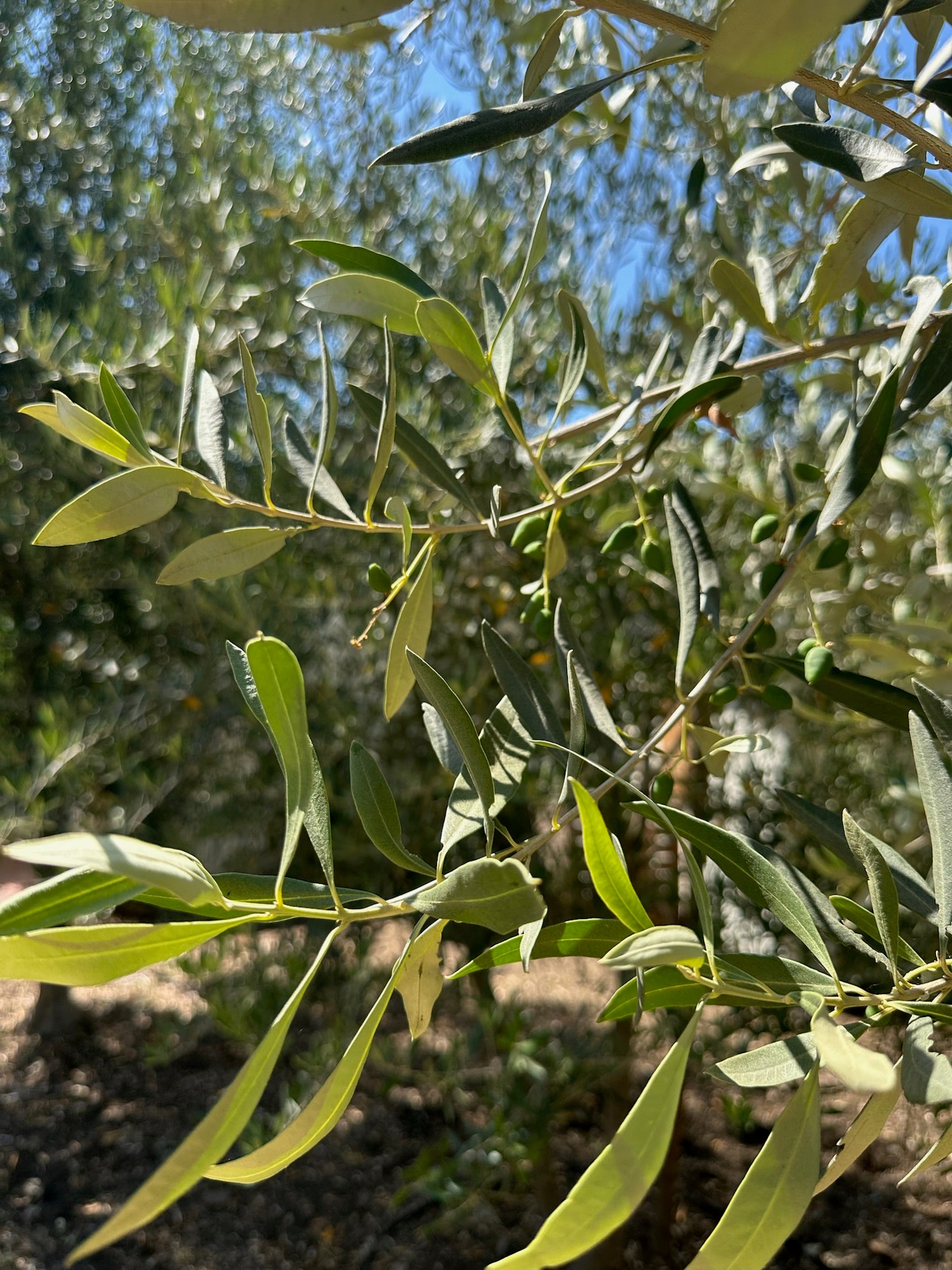 Close-up of olive tree leaves with a blurred natural background
