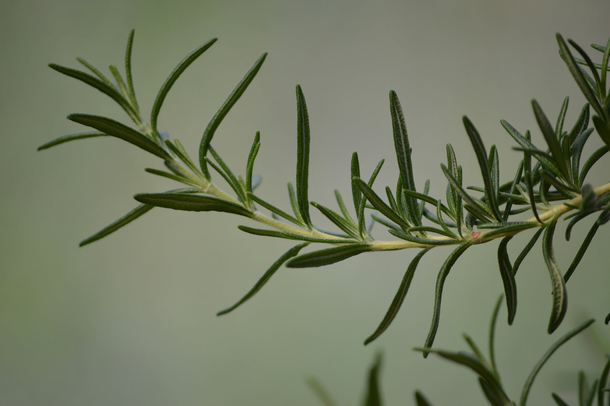 Close-up of a rosemary branch with green leaves on a blurred background