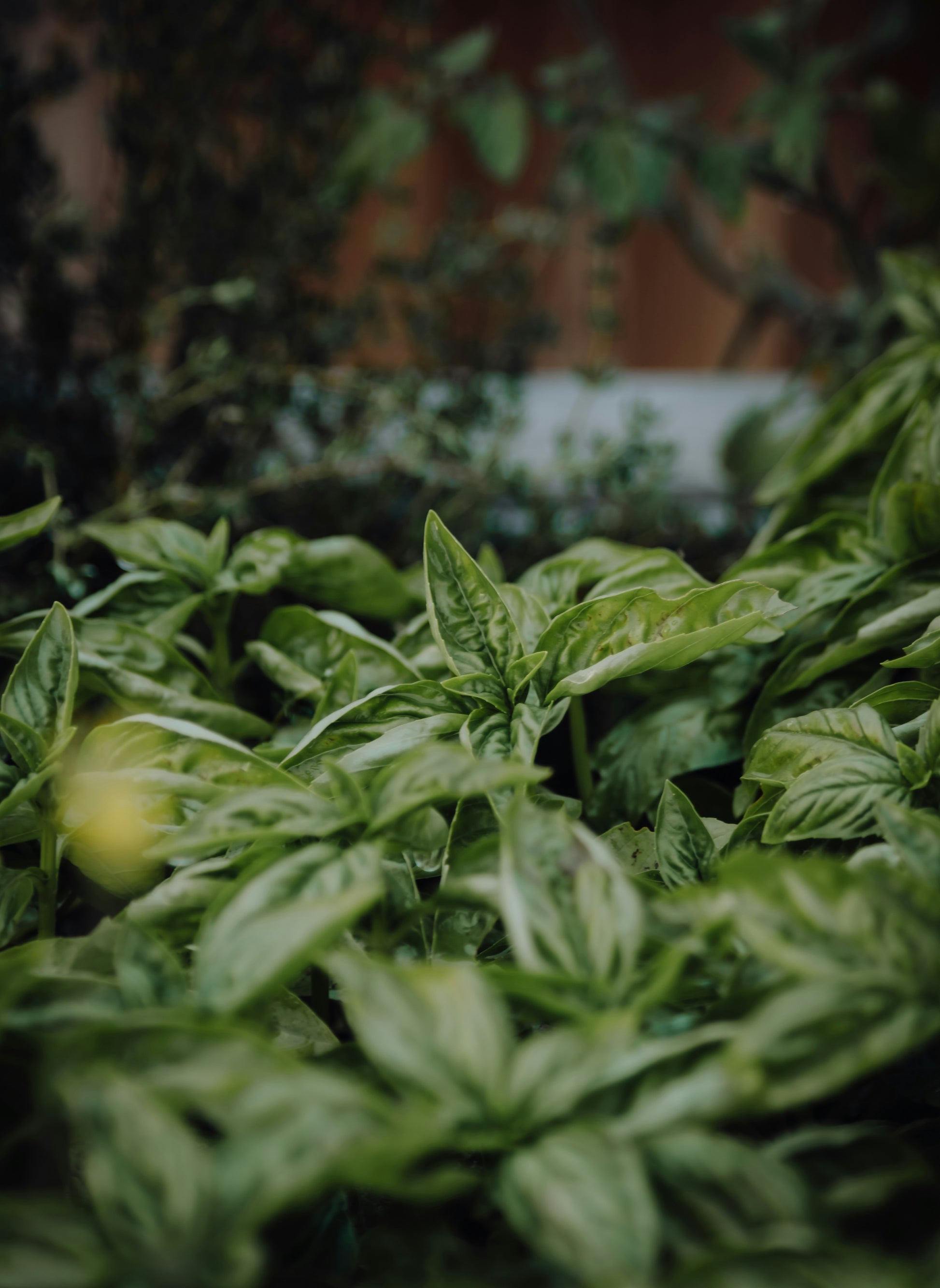 Close-up of green basil leaves with a blurred background